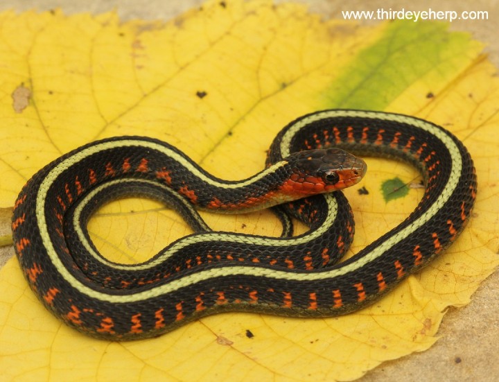 Oregon Red-spotted Garter Snake